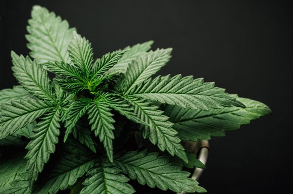 5 Steps To Launch & Market a CBD Brand In 2019 | Spokes Digital